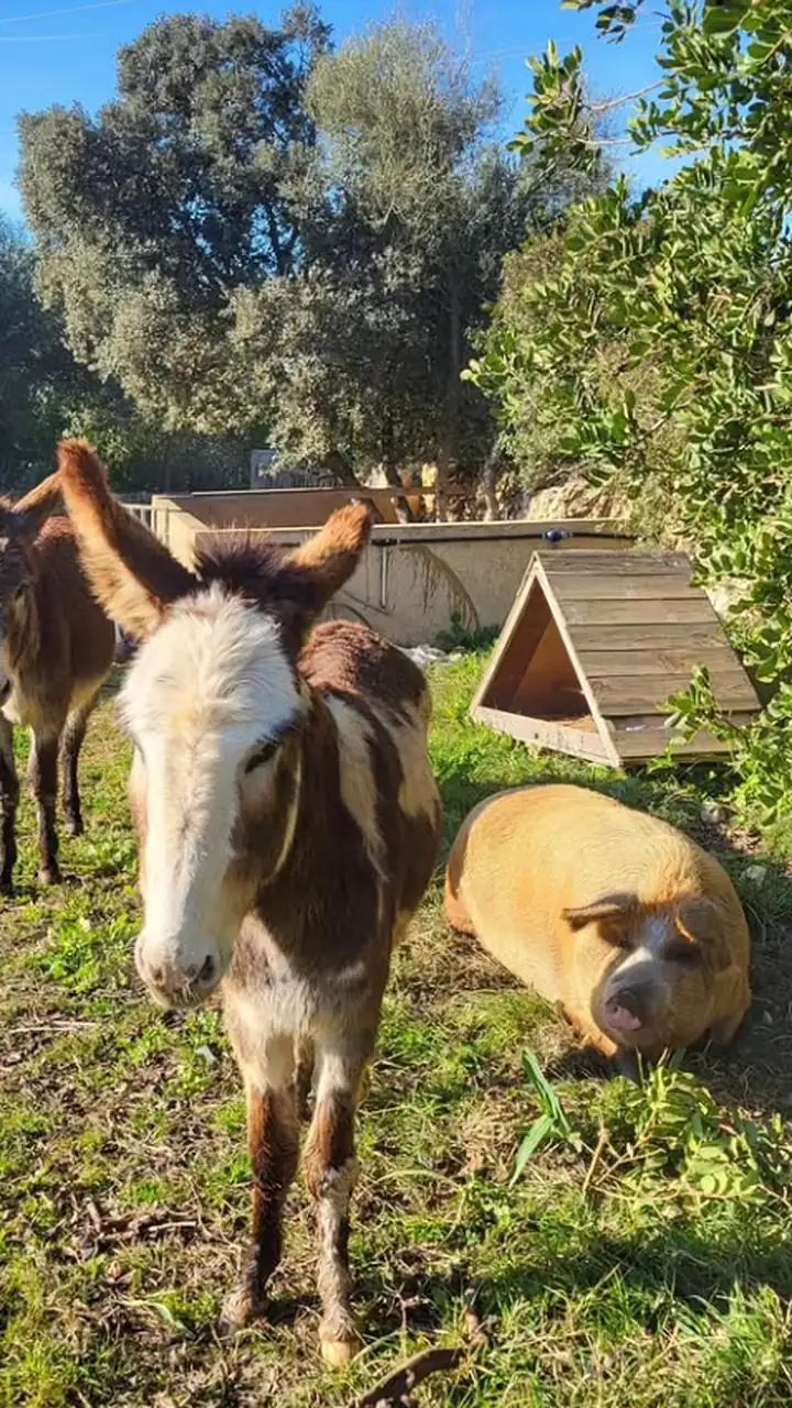 Two donkeys and a pig in the field