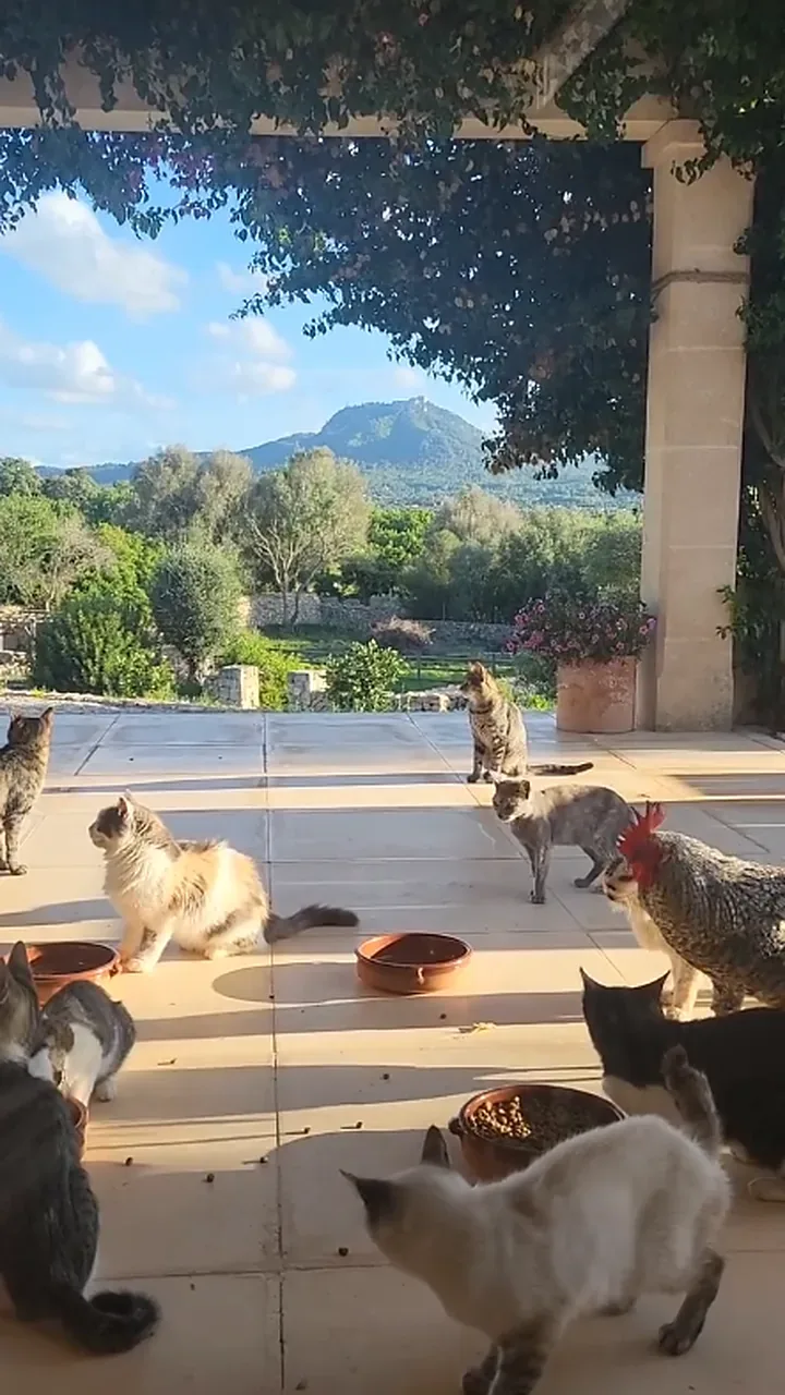 Cats and a cockerel on the terrace at feeding time