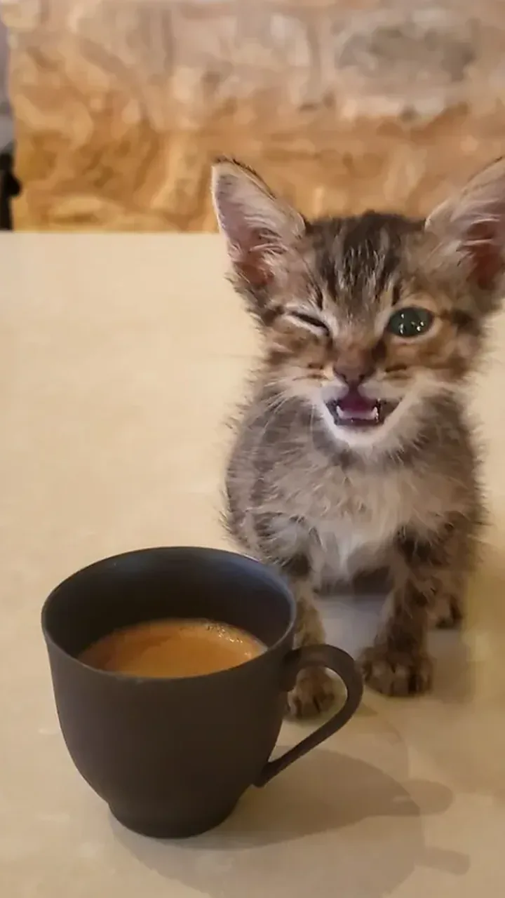 A kitten sitting beside a coffee cup
