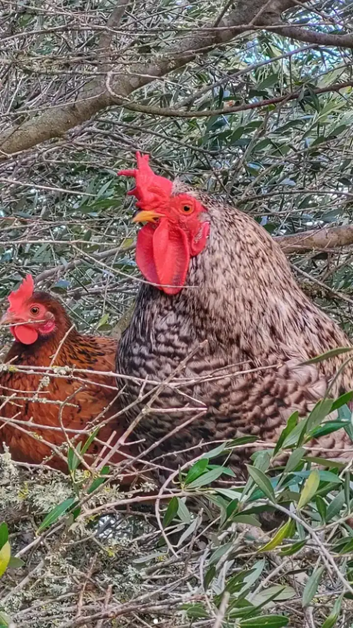A cockerel and hen roosting in an olive tree
