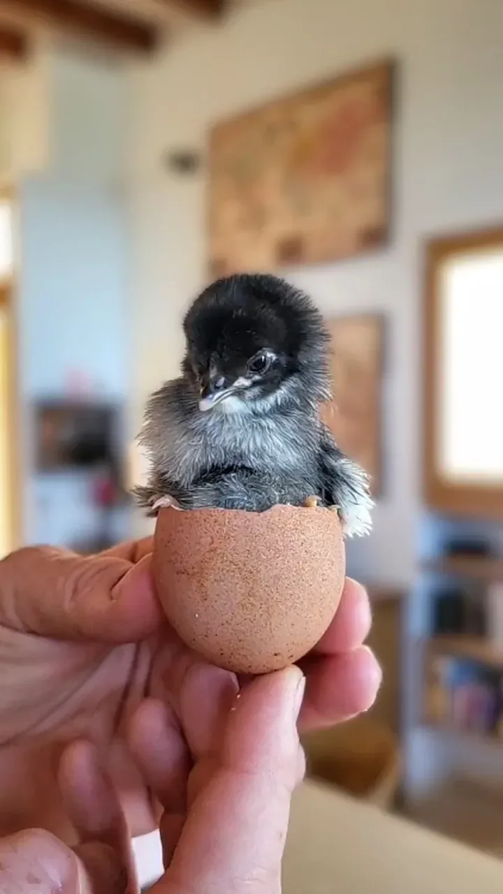 A newly hatched chick held in an eggshell