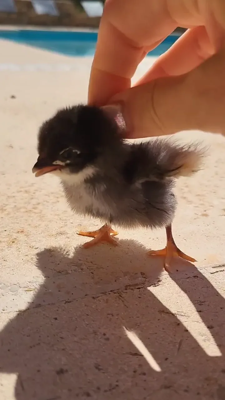 A chick taking its first steps