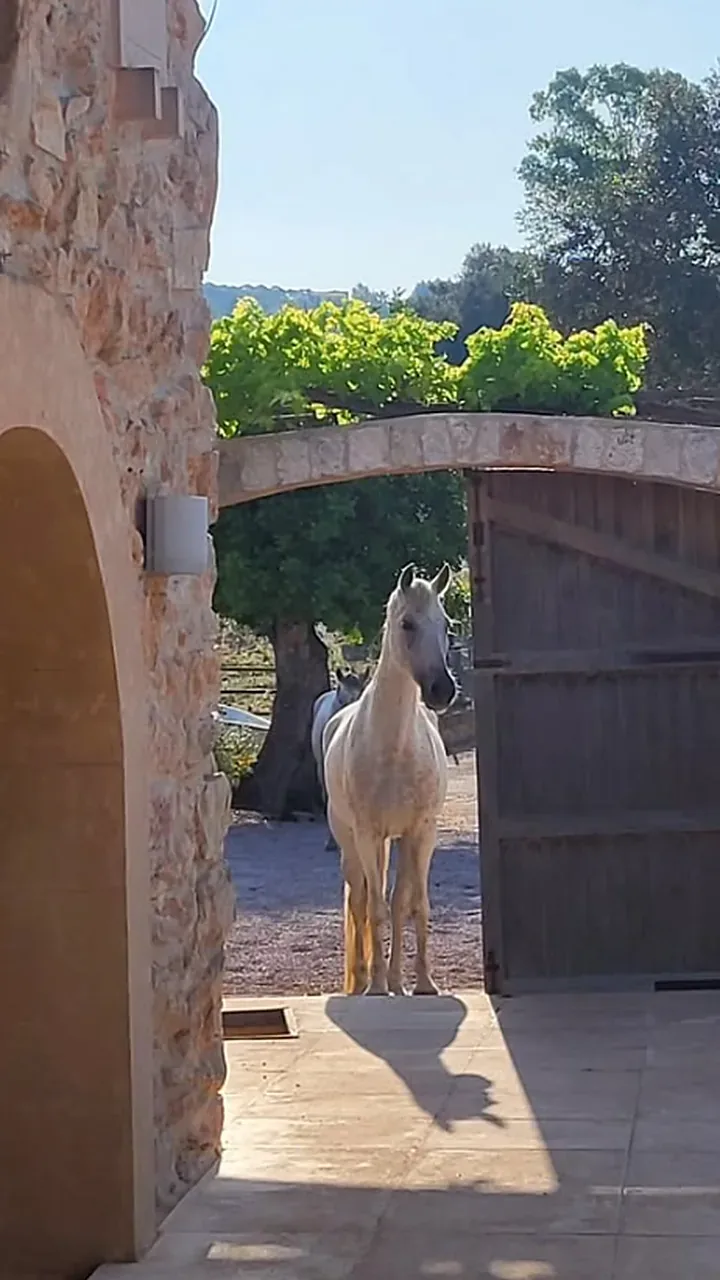 A white horse standing in the gateway of the finca