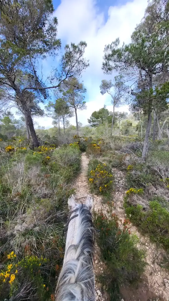 A trail through the pines seen between a horse’s ears